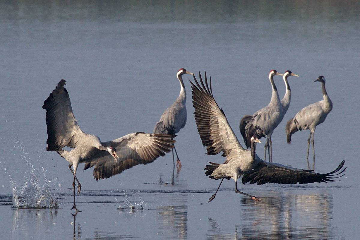 Réserve Naturelle Nationale Des Marais Du Vigueirat Avis En direct | Un bol d'air aux Marais du Vigueirat, ça vous tente ? | La  Provence