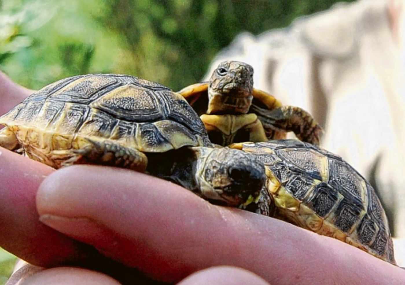 Comment On Dit Tortue En Anglais La Tortue De Jardin | freixenet.com