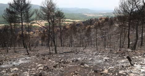 Alpes-de-Haute-Provence : L'Occitane en Provence débloque 50 000¬ pour réhabiliter les forêts de Villeneuve et Niozelles