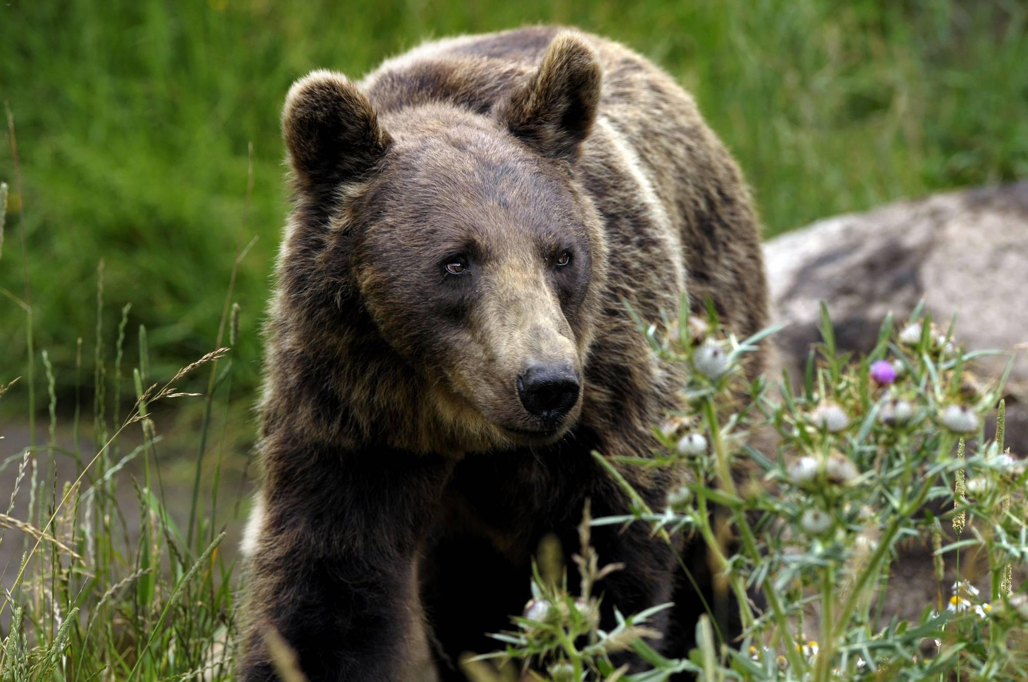 76 ours bruns dans les Pyrénées