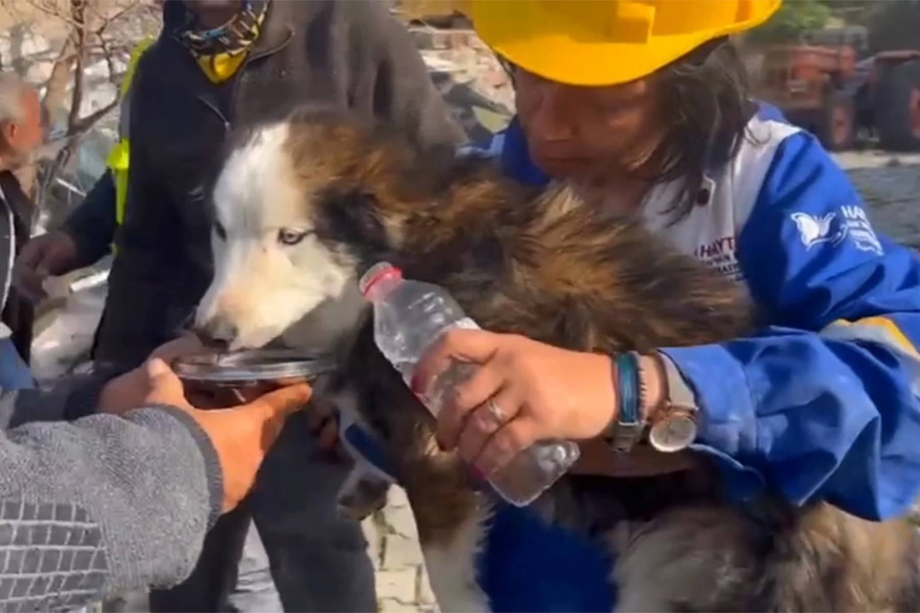 Turquie: le chien Aleks miraculé après 23 jours dans les ruines