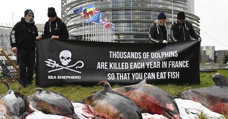 Cadavres de dauphins au Parlement européen pour contraindre Paris