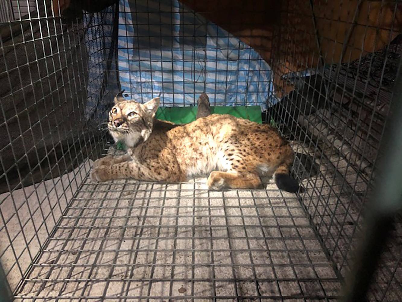 Un lynx secouru dans le Jura après une blessure par balle