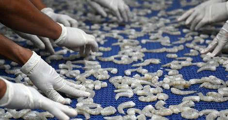 Rupture du Honduras avec Taïwan : quel avenir pour le marché de la crevette ?
