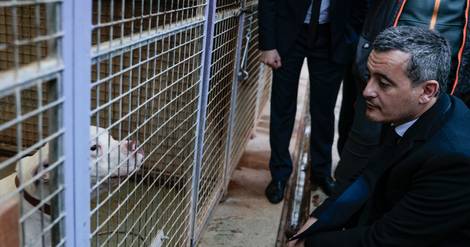 Maltraitance animale: 4.000 référents policiers et gendarmes seront formés