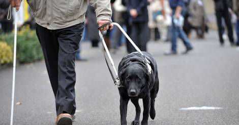 Handicap: les chiens guides encore trop souvent refusés dans les lieux publics