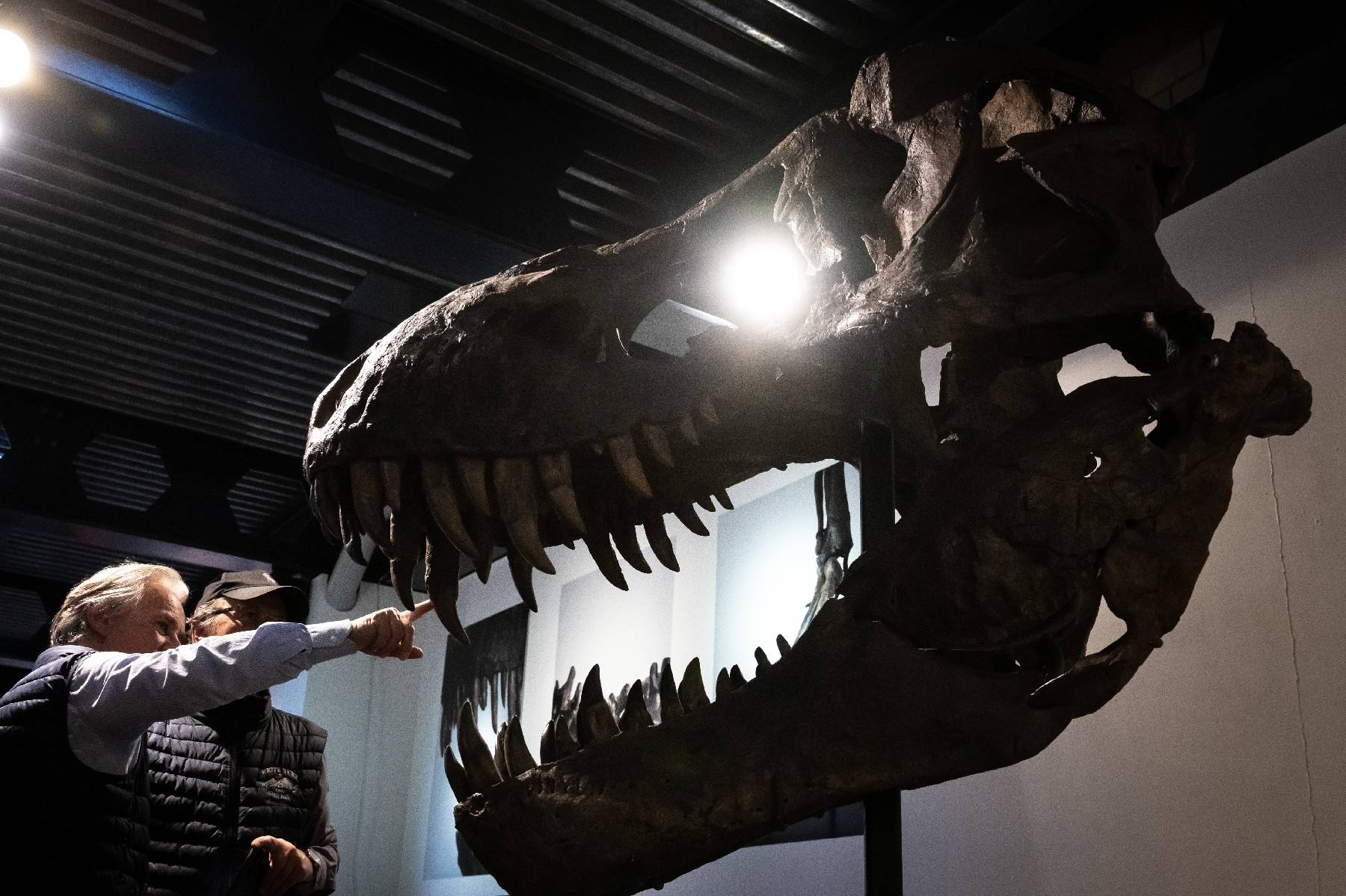 Un squelette composite de T-Rex vendu près de 5,6 millions d'euros (enchères)