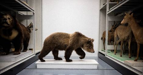 Des ours tués dans les montagnes des Pyrénées entrent au muséum