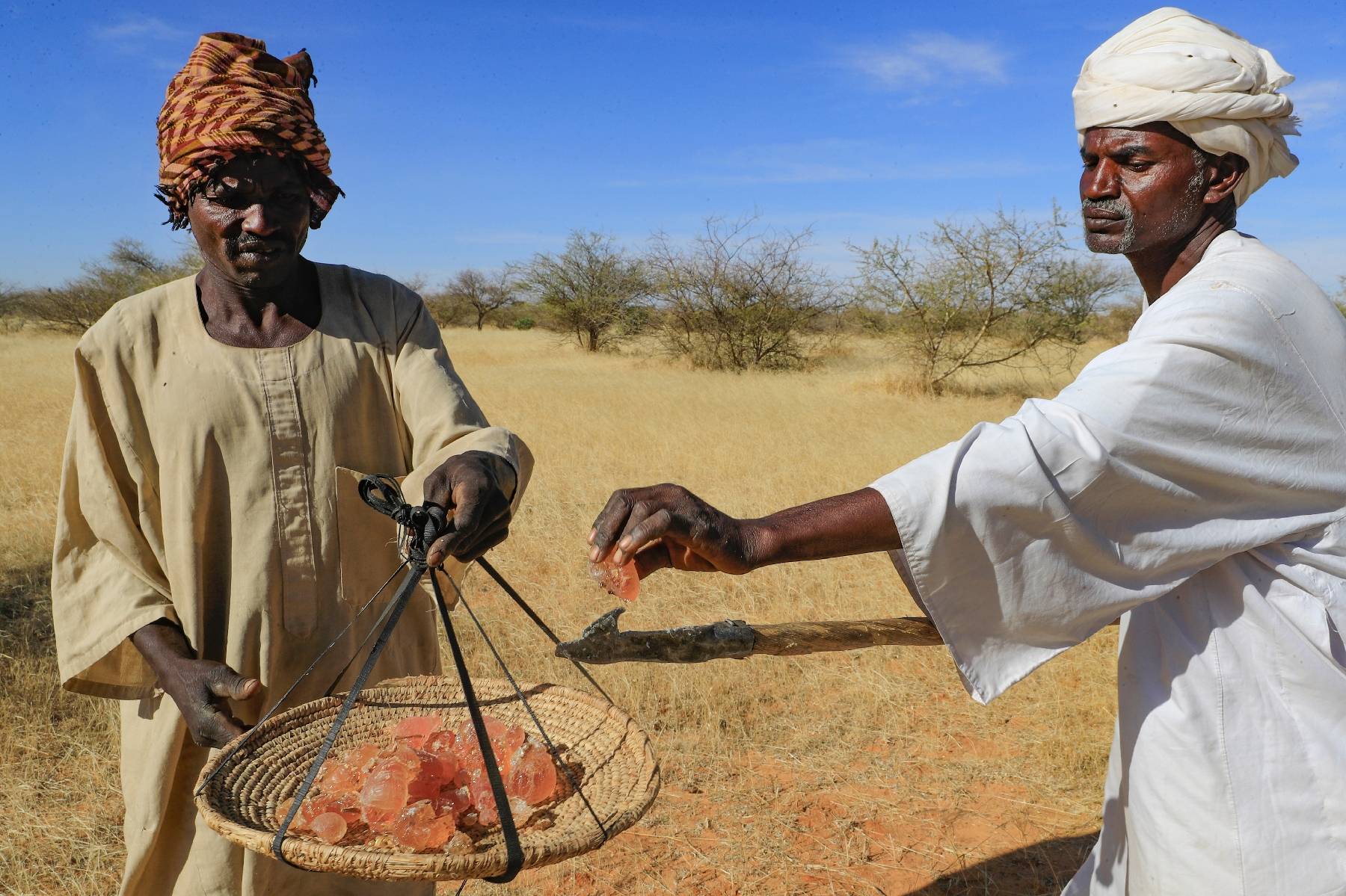Au Soudan, la gomme arabique résiste au climat extrême, mais l'homme peine à suivre