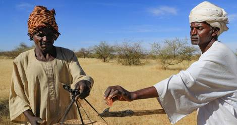 Au Soudan, la gomme arabique résiste au climat extrême, mais l'homme peine à suivre
