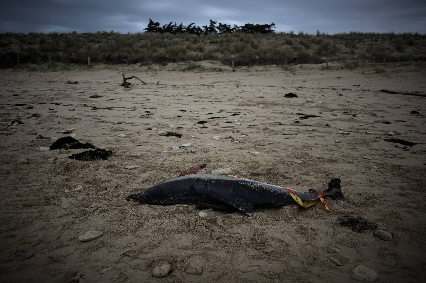 Plus de 900 dauphins échoués sur la côte atlantique cet hiver