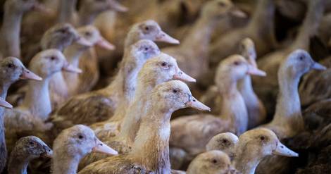 Grippe aviaire: la France veut vacciner à l'automne 2023, déjà 2 millions de volailles abattues en décembre