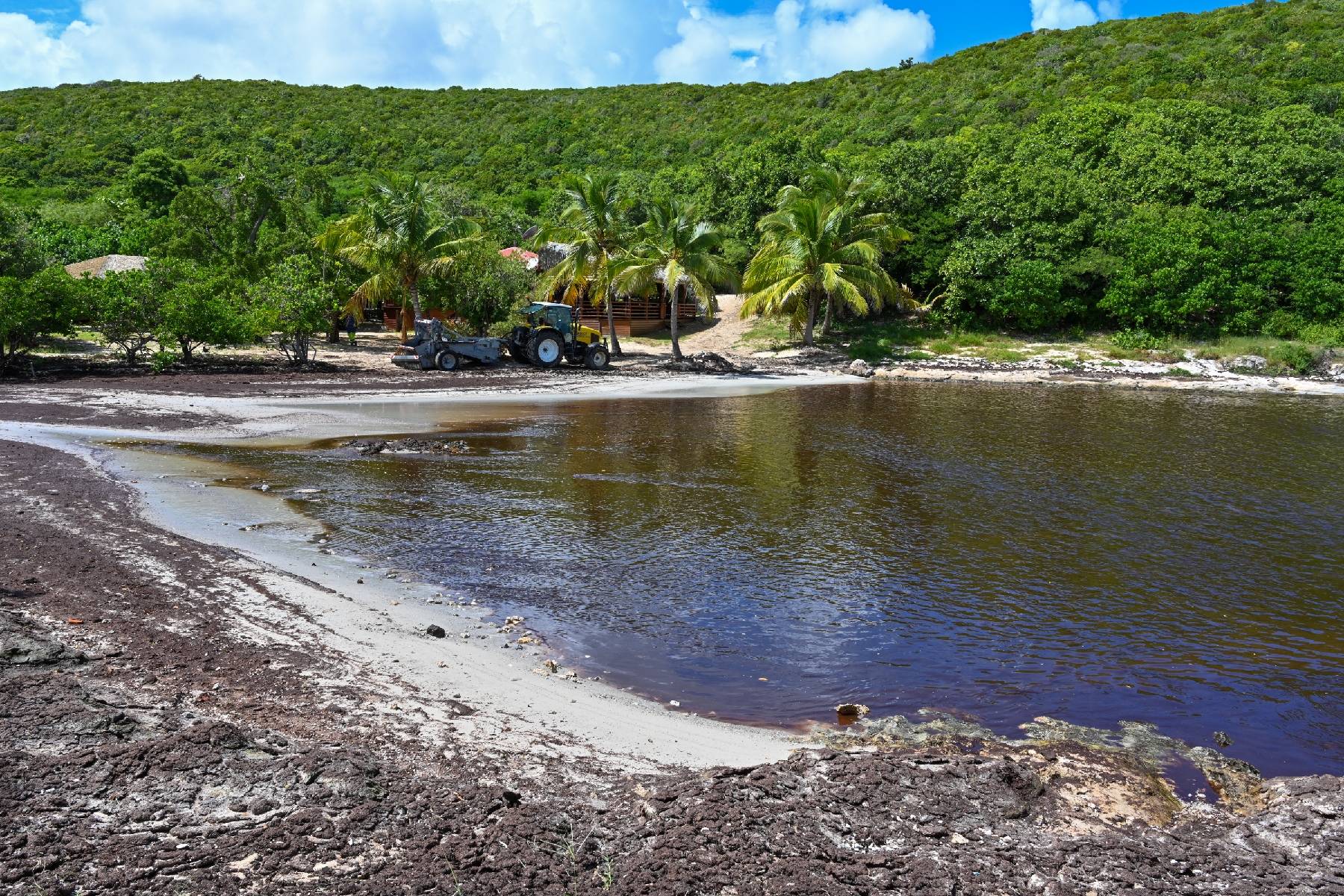 Guadeloupe: les sargasses envahissent les plages, l'Etat cherche des solutions
