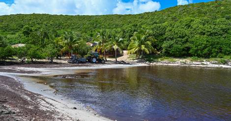 Guadeloupe: les sargasses envahissent les plages, l'Etat cherche des solutions