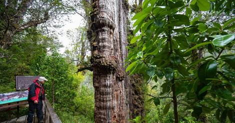 Au Chili, un arbre vieux de 5.000 ans, 