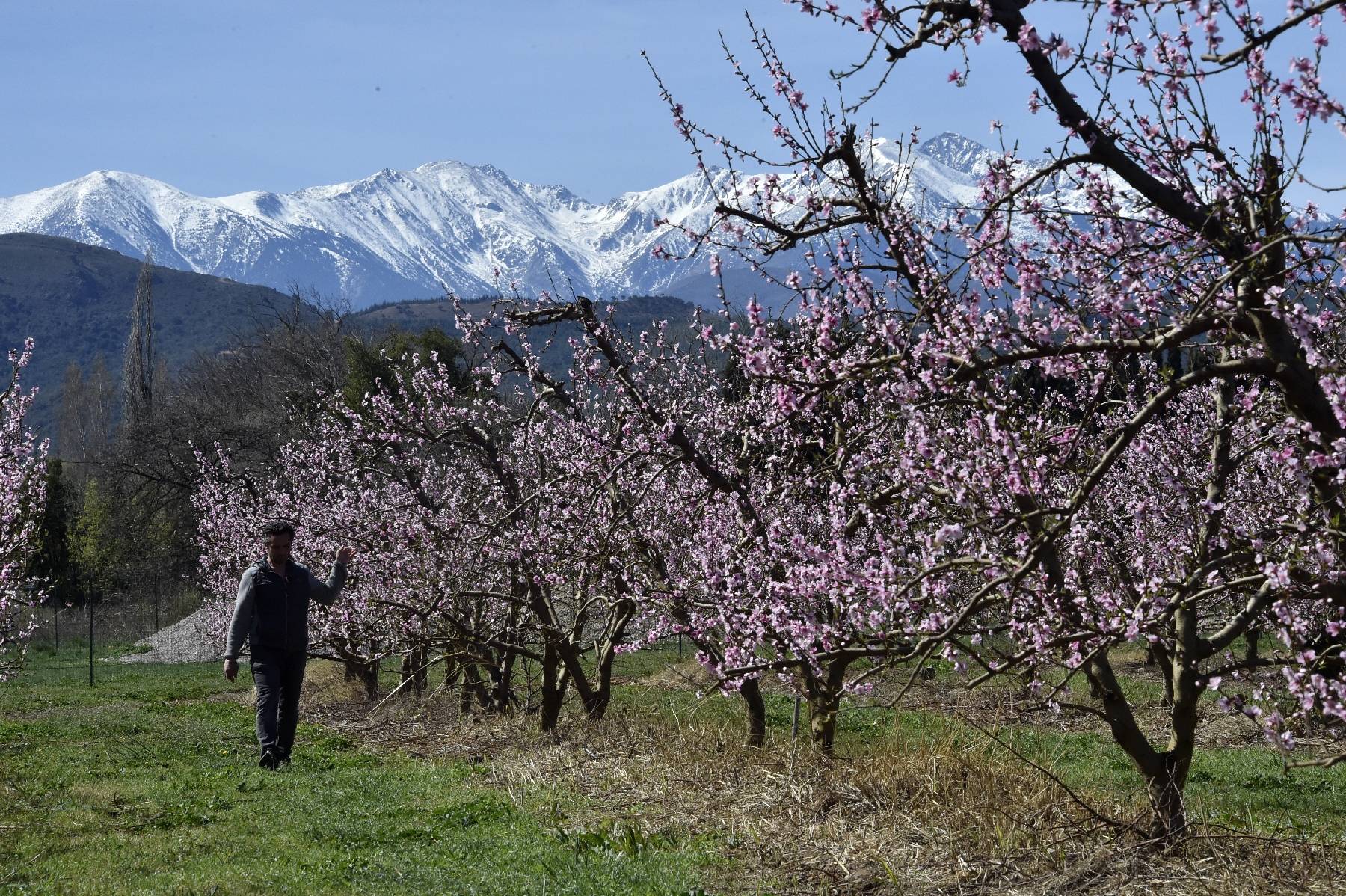 Angoisse d'un printemps à sec pour les agriculteurs des Pyrénées-Orientales