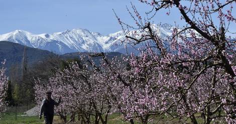 Angoisse d'un printemps à sec pour les agriculteurs des Pyrénées-Orientales