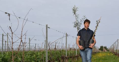 Des oliviers dans les vignes du Bordelais, réponse à la surproduction ?