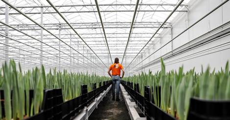 Aux Pays-Bas, des tulipes poussent grâce au bitcoin