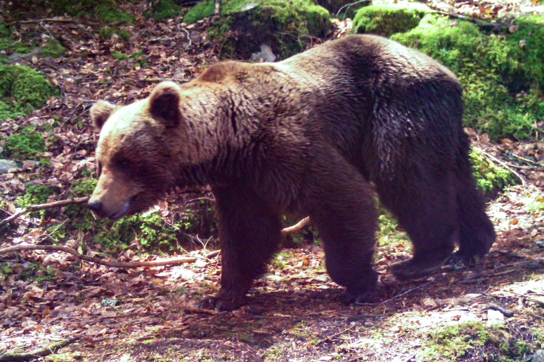 L'Etat prépare de nouveaux arrêtés d'effarouchement de l'ours