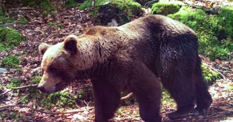L'Etat prépare de nouveaux arrêtés d'effarouchement de l'ours