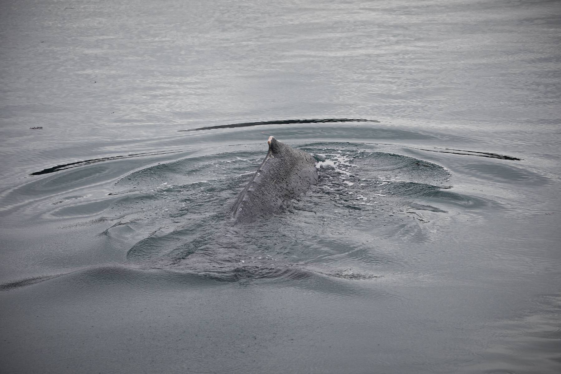 Une baleine coincée dans l'estuaire de la Rance retrouve le large