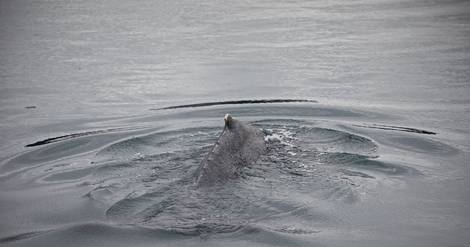 Bretagne: libérée, la baleine coincée dans la Rance fait route vers le large