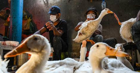 Cambodge: deuxième cas de contamination humaine à la grippe aviaire