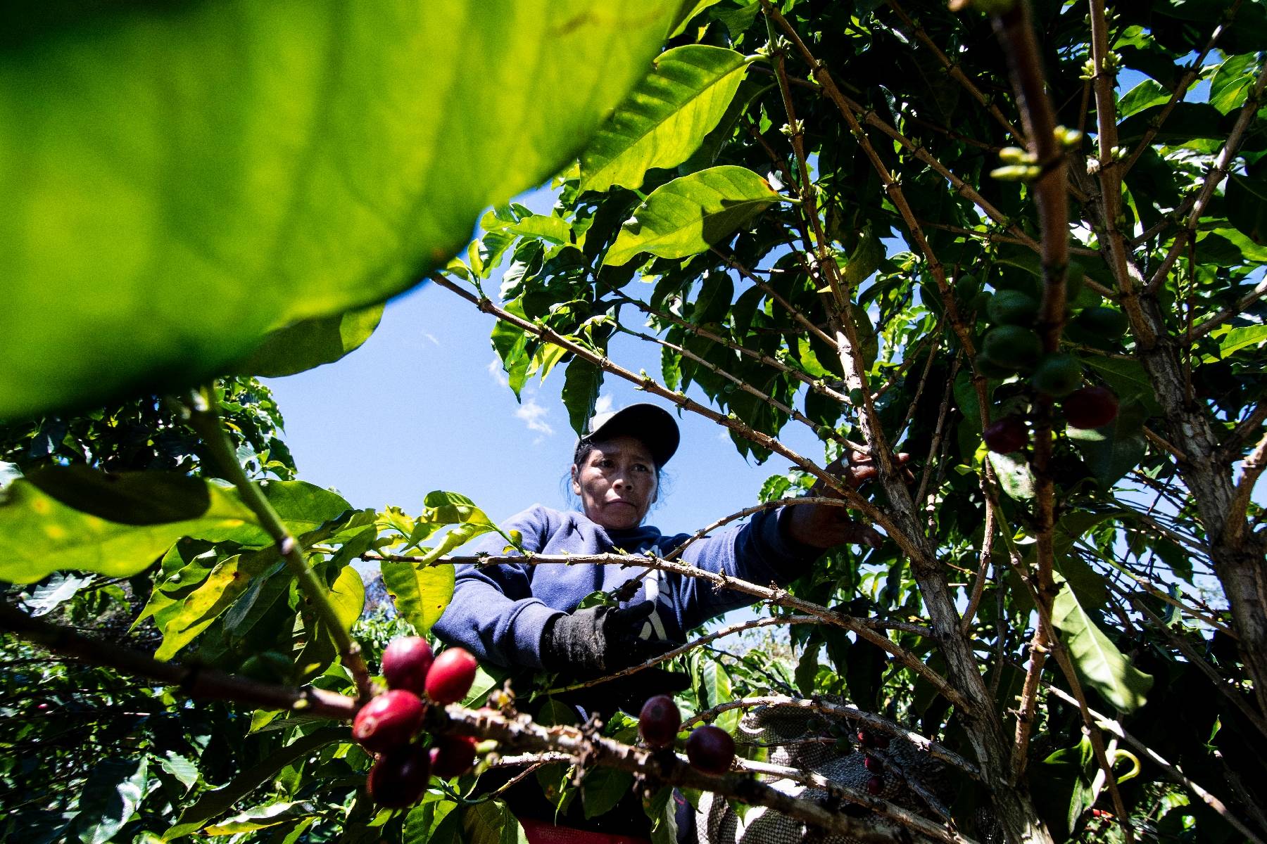 Amérique centrale: l'exode migratoire entraîne une pénurie de main-d'oeuvre chez les caféiculteurs