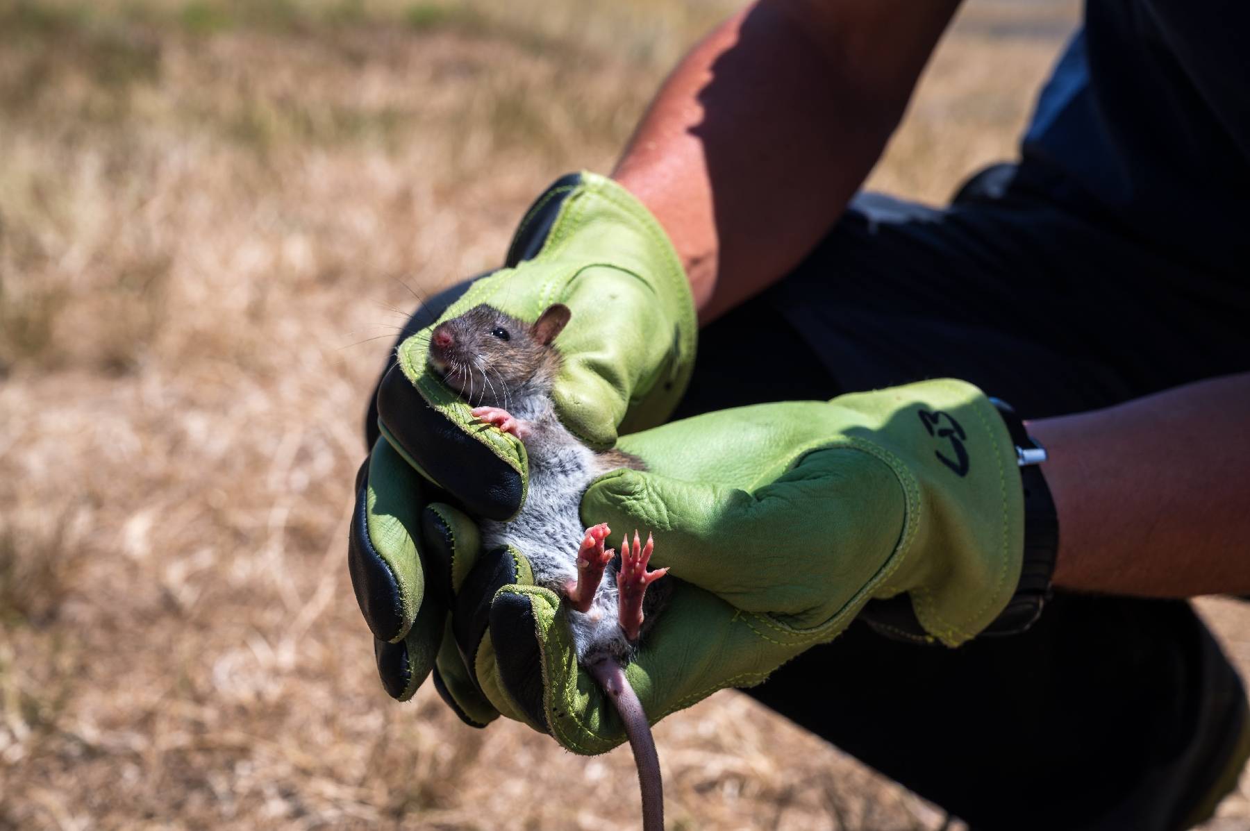 L'écosystème de l'île Amsterdam bientôt libéré des animaux introduits