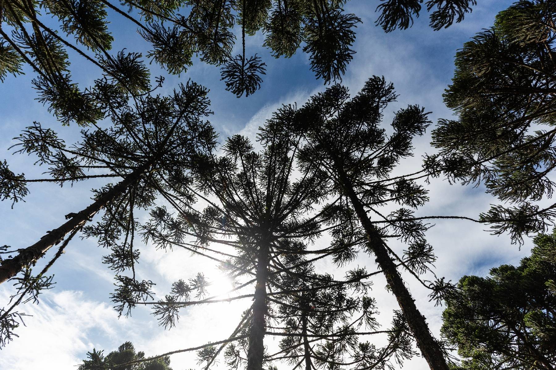 Au Brésil, des indigènes replantent un conifère menacé