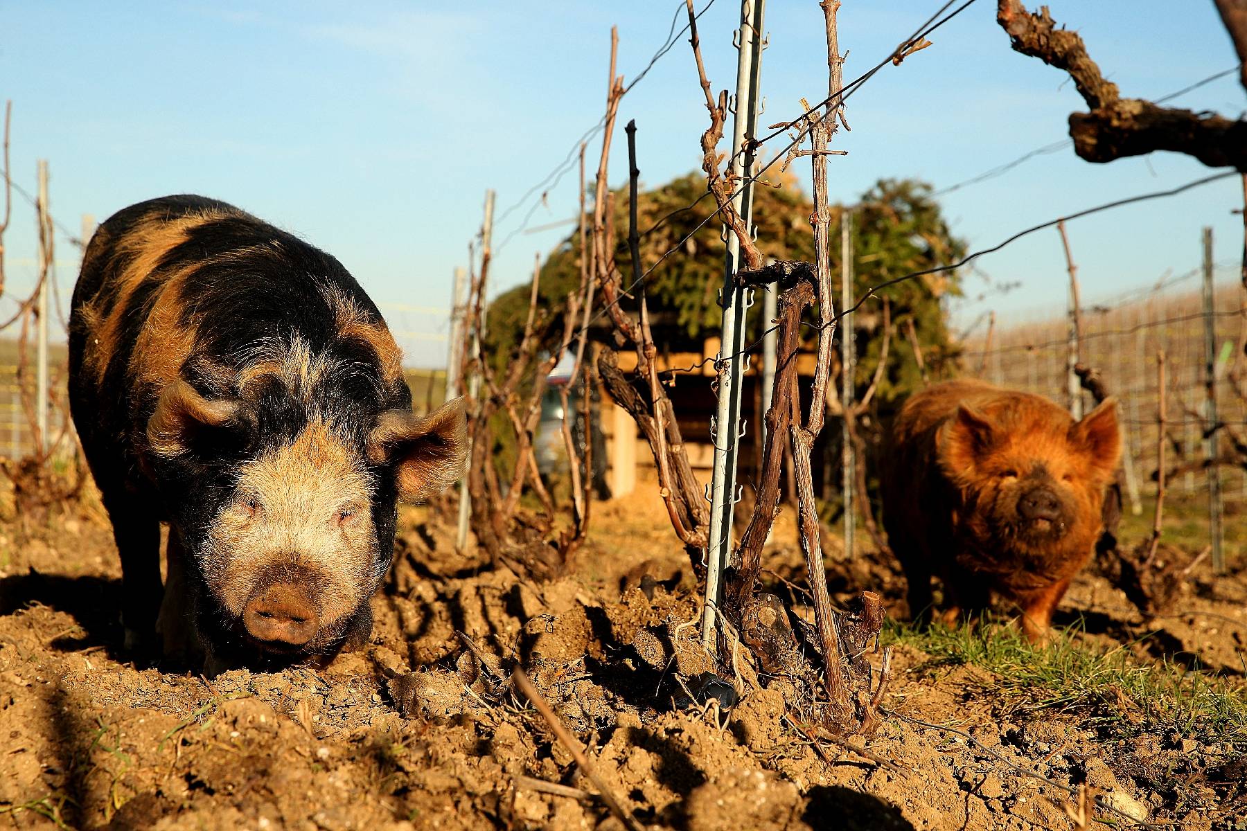 En Champagne, des cochons de 