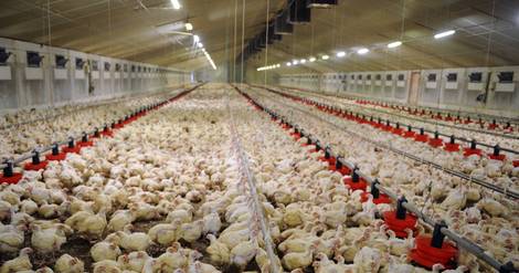 Restauration rapide: le poulet a la cote, mais quid de ses conditions d'élevage?