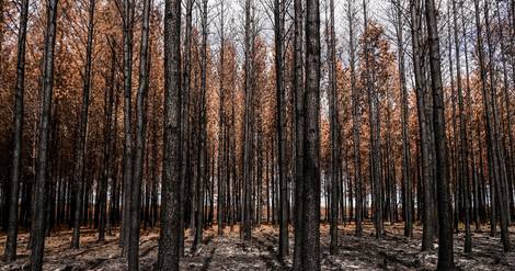 Six mois après les incendies en Gironde, la forêt nettoyée et étudiée
