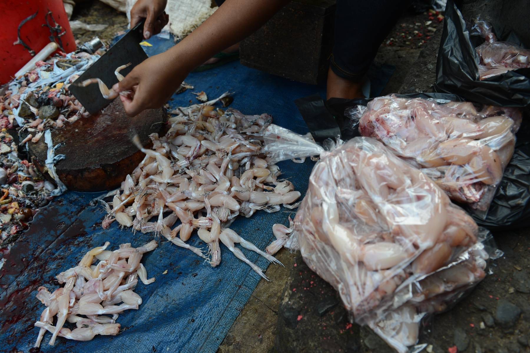 La foire aux grenouilles de Vittel fait bondir les écologistes