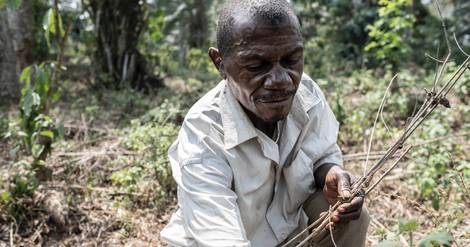 Les pygmées aka de Centrafrique menacés par la déforestation
