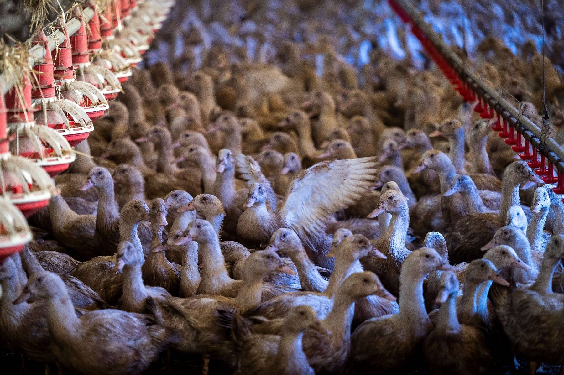 L'Europe fait face à la pire grippe aviaire de son histoire