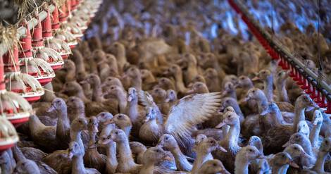 Grippe aviaire: la flambée épidémique continue, 4,6 millions de volailles abattues depuis août