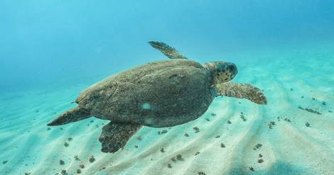 La reproduction et la survie des tortues marines menacées par le réchauffement climatique, selon une étude