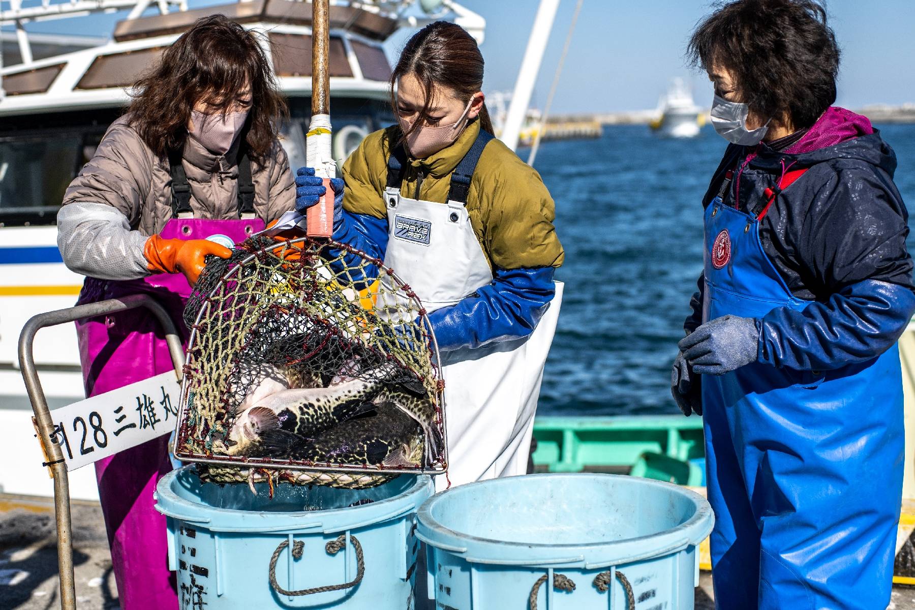 Le fugu, poisson de l'espoir pour les pêcheurs de Fukushima