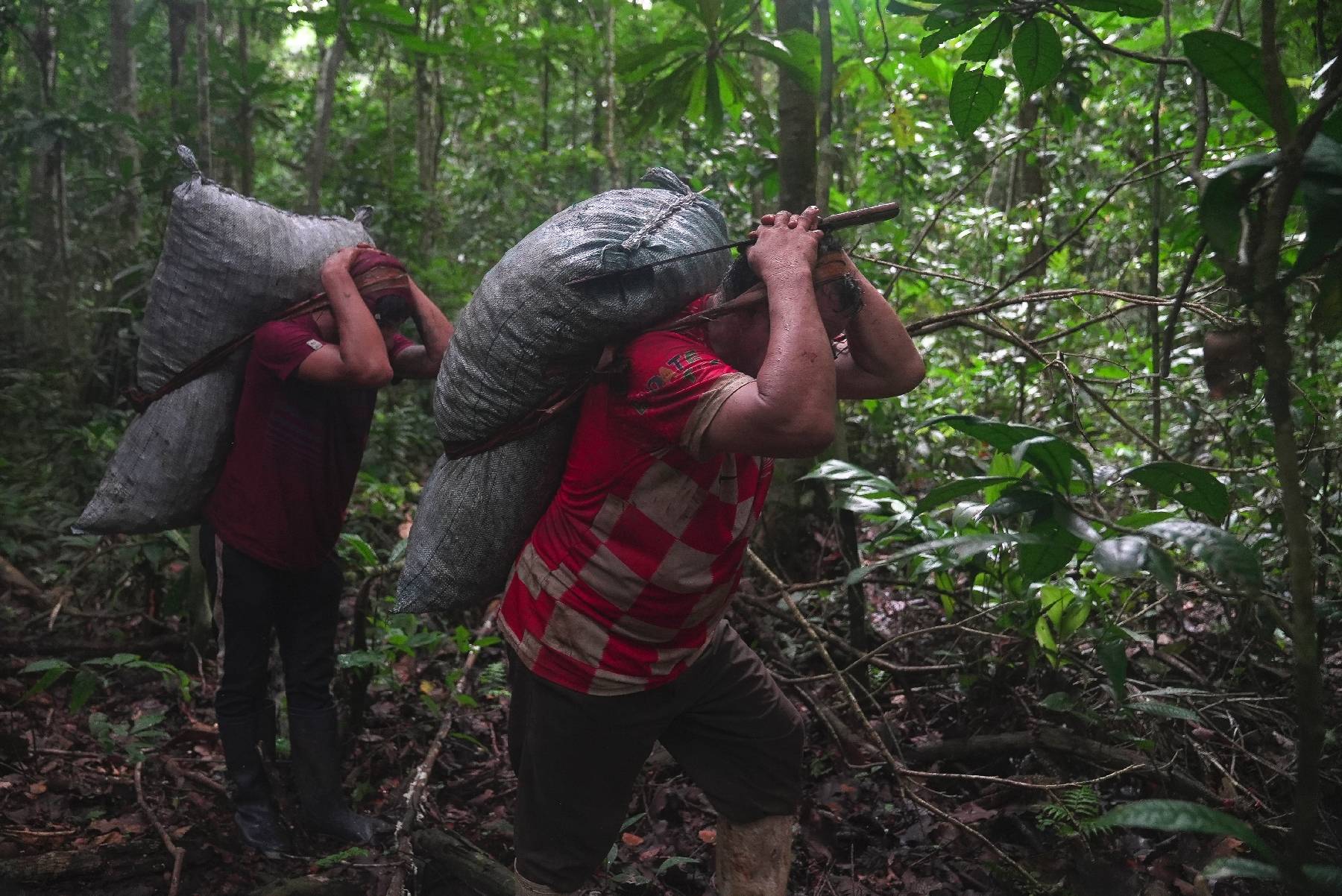Le dur labeur des ramasseurs de noix du Brésil dans la jungle amazonienne