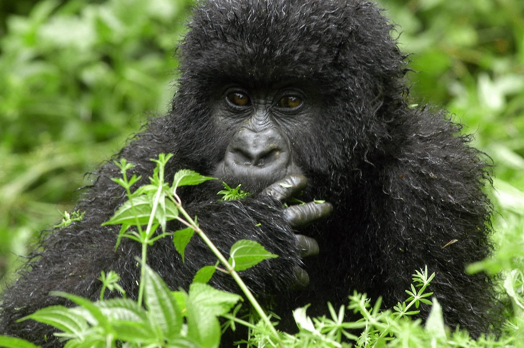 RDC: avec la rébellion du M23, gorilles dans la tourmente