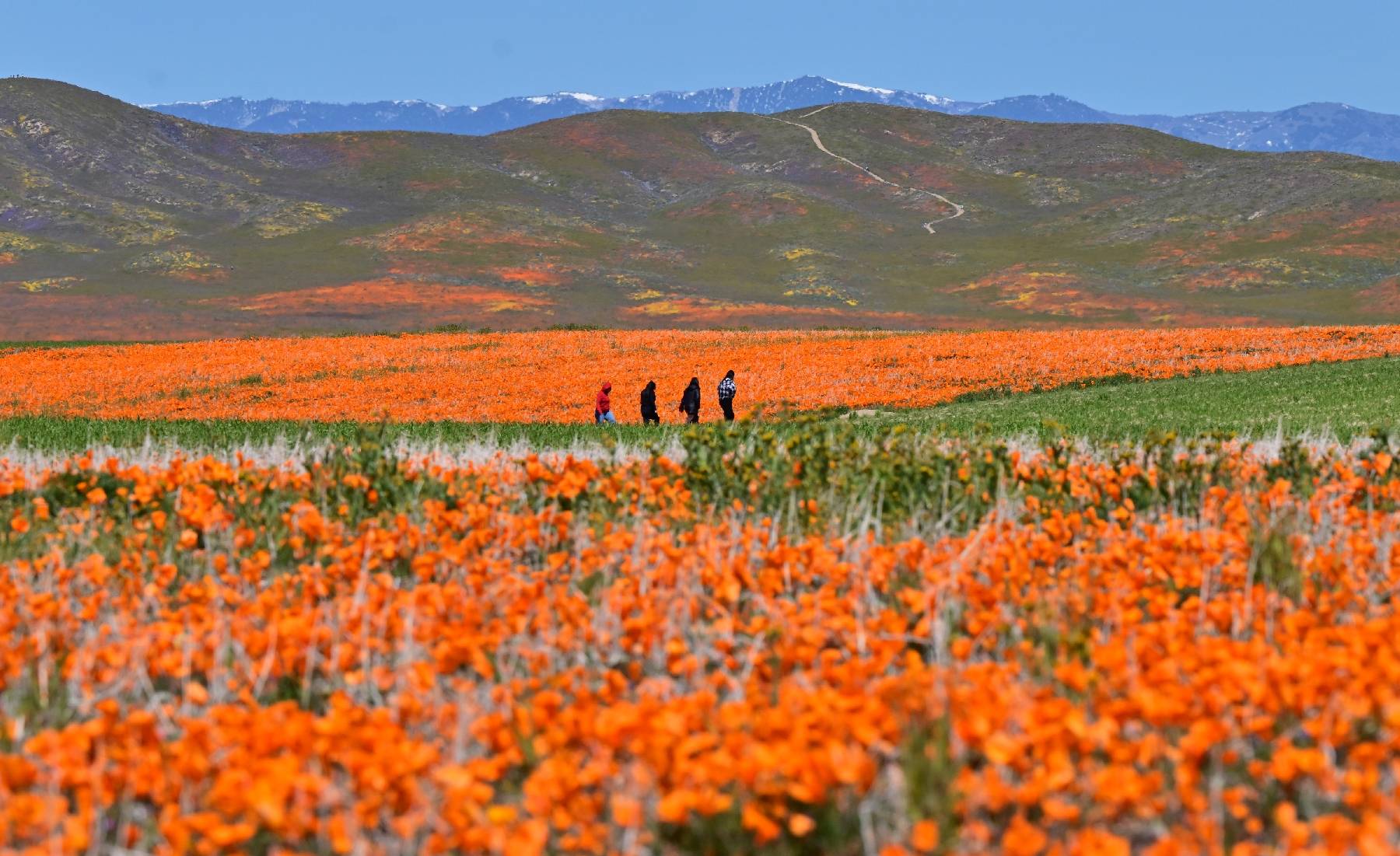 Après un hiver chagrin, la Californie retrouve son âme fleur