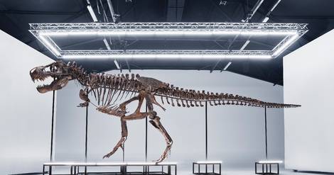 Un tyrannosaure rex va être vendu aux enchères en Suisse