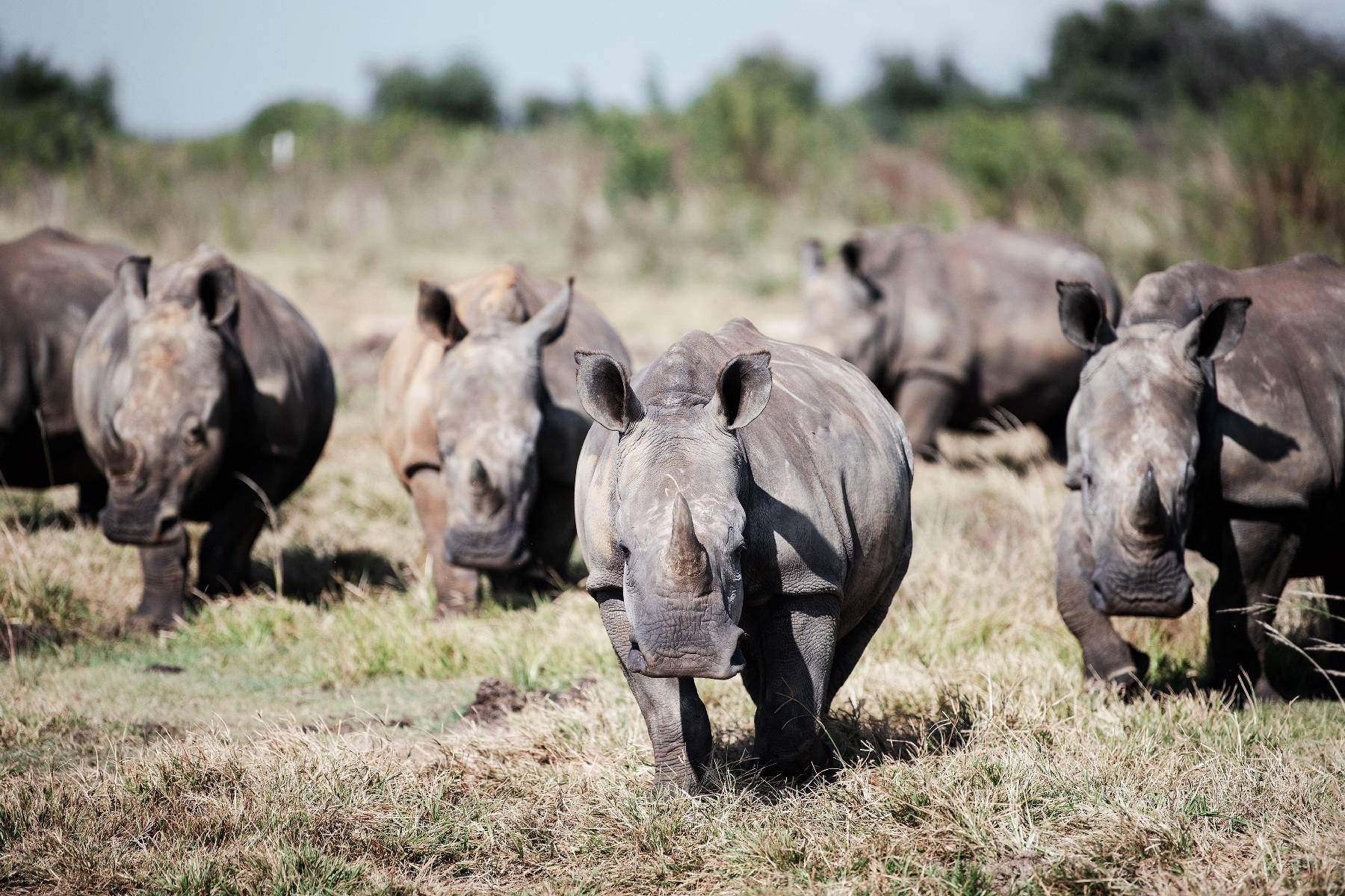 En Afrique du Sud, millionnaire cherche remplaçant pour sauver les rhinocéros