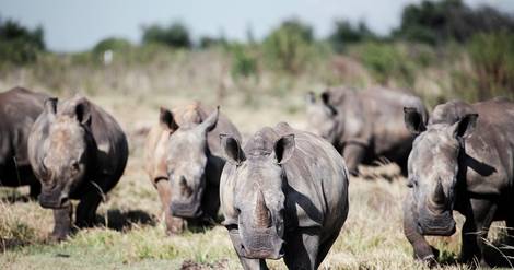 En Afrique du Sud, millionnaire cherche remplaçant pour sauver les rhinocéros