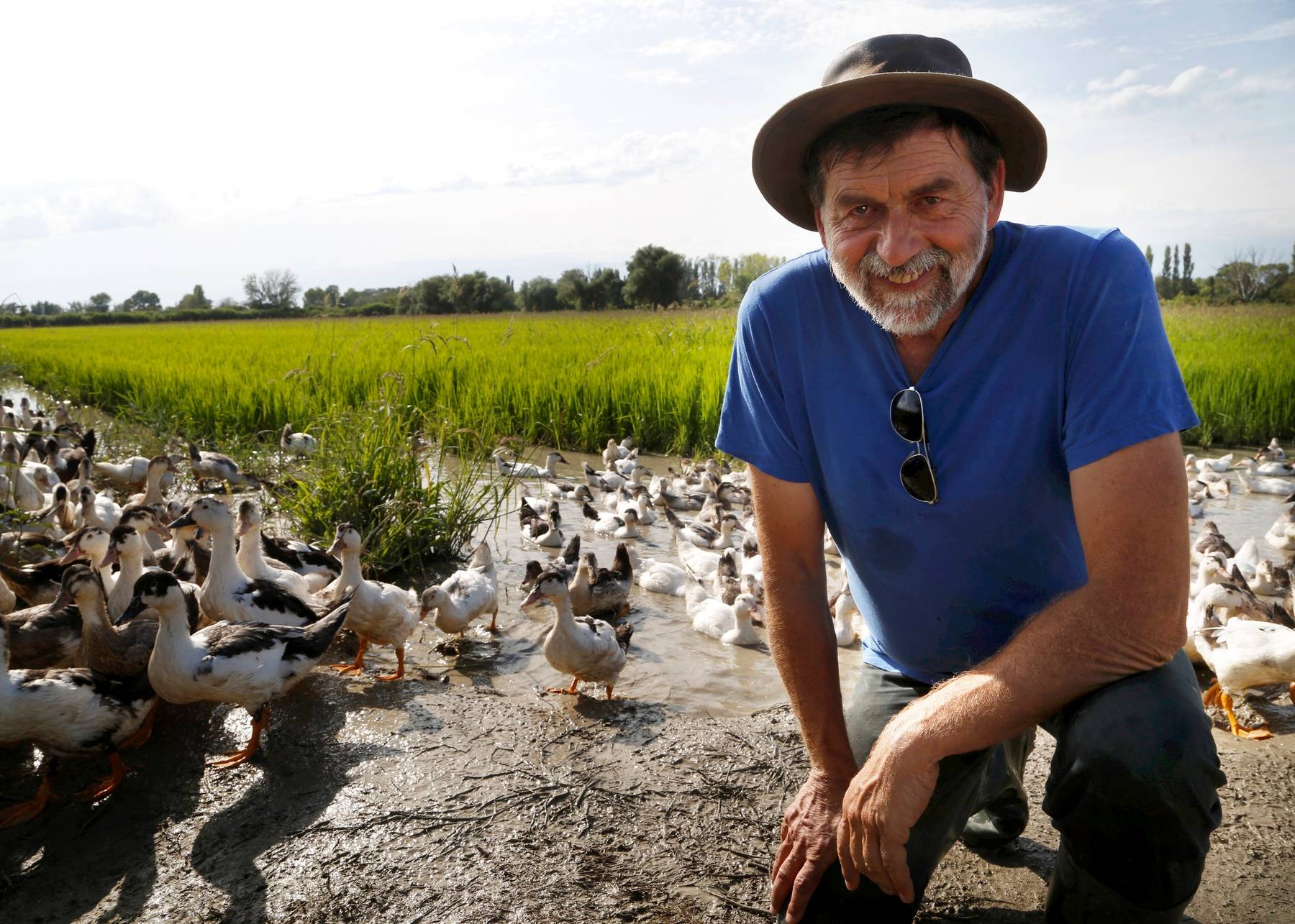 Pourquoi Dit On Froid De Canard Économie | Camargue : Dans les rizières de Saint-Gilles les canards mènent  la danse | La Provence