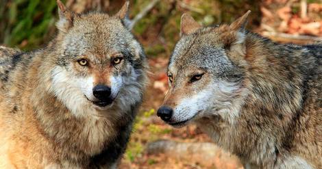 Le conseiller municipal de Castellet-lès-Sausses a-t-il été attaqué par cinq loups ?