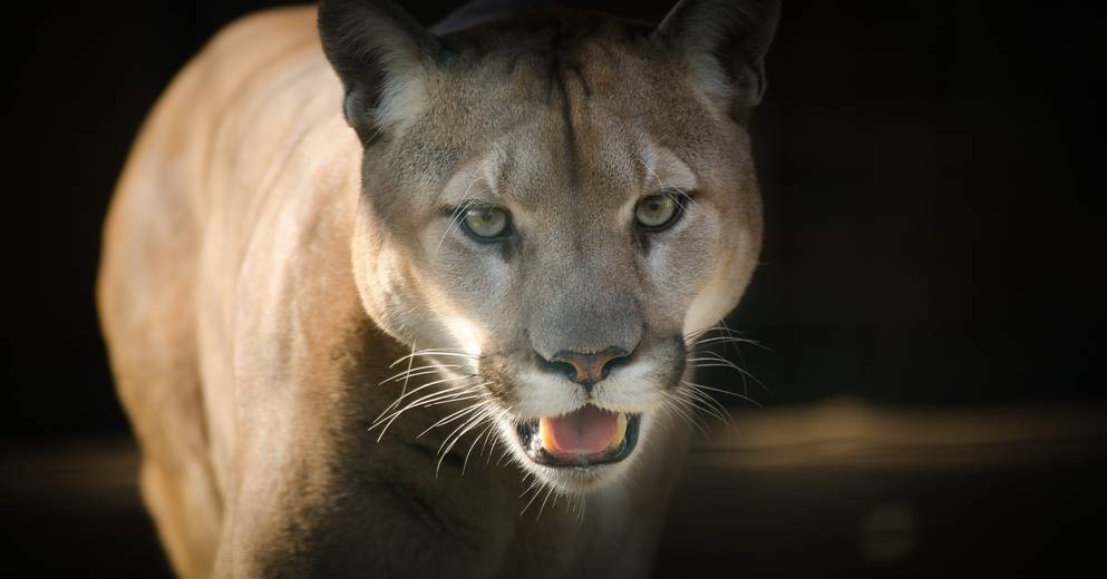 Live |  United States: the famous “Hollywood cat” suppressed in Los Angeles