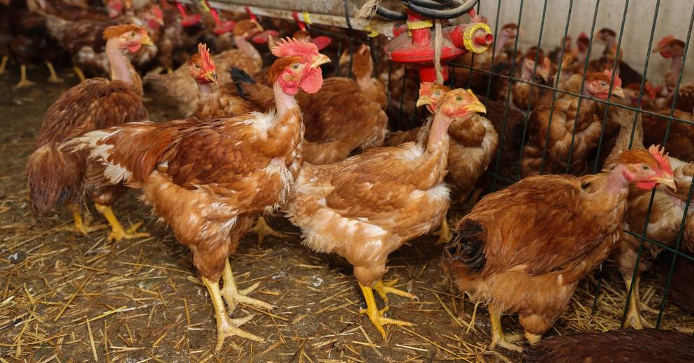 Avian flu: lifting of temporary control zone in Monteux